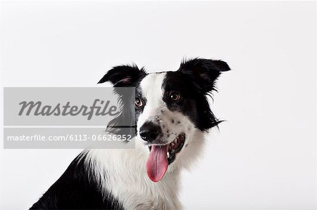 Close up of dog's panting face