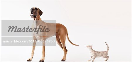 Cat sneaking up on howling dog Cat sneaking up on howling dog