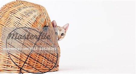 Cat peering out from wicker basket Cat peering out from wicker basket