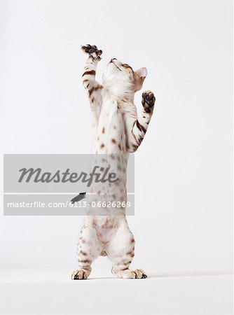 Cat standing on hind legs