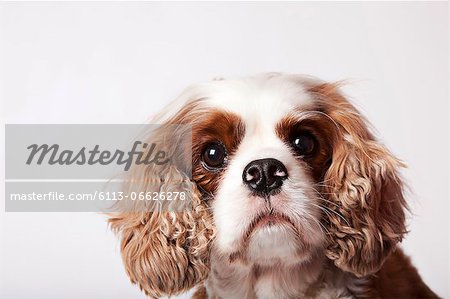 Close up of dog's face