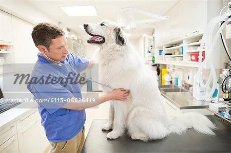 Veterinarian examining dog in vet's surgery
