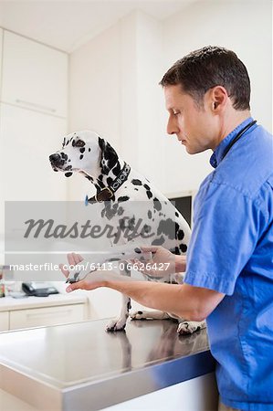 Veterinarian examining dog in vet's surgery