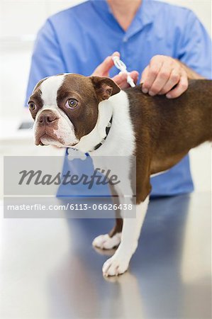 Veterinarian giving dog injection in vet's surgery