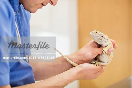 Veterinarian examining lizard in vet's surgery