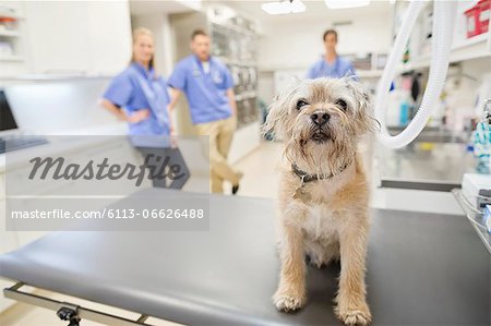 Dog sitting on table in vet's surgery