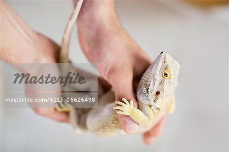 Close up of vet holding lizard