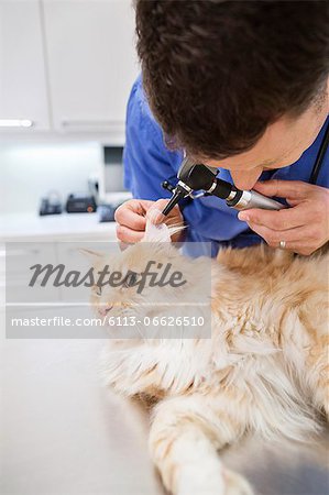 Veterinarian examining cat in vet's surgery