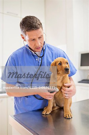 Veterinarian examining dog in vet's surgery