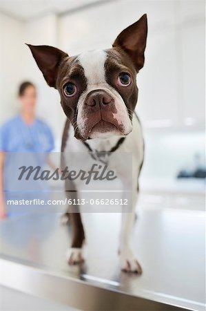 Dog standing on table in vet's surgery