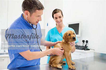 Veterinarian examining dog in vet's surgery