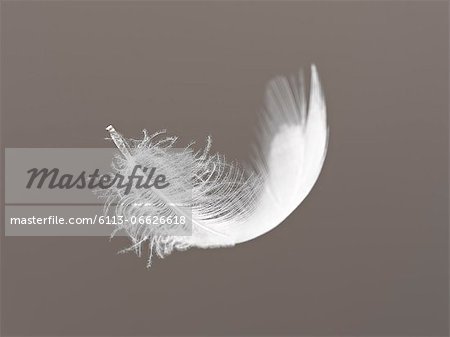 Feather floating on gray background