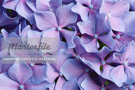 Close up of purple hydrangea flowers