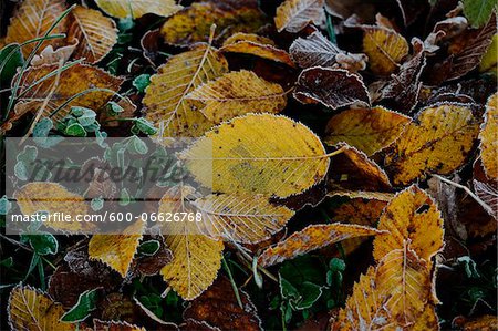 Close-up of common hornbeam (Carpinus betulus) leaves on the ground in autumn, Upper Palatinate, Bavaria, Germany