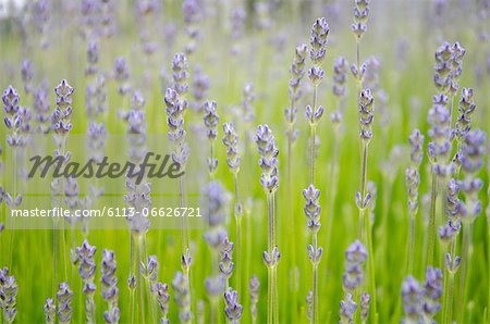 Close up of lavender growing in field