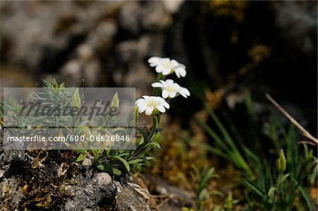 Close-up of an Addersmeat or Greater Stitchwort (Stellaria holostea) blossoms in early summer, Franconia, Bavaria, Germany