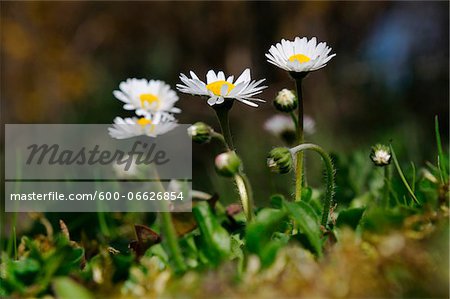 Close-up of common daisy (Bellis perennis) flowers in a meadow in spring, Upper Palatinate, Bavaria, Germany