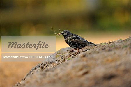 Common Starling (Sturnus vulgaris) on the ground with twigs in beak in early spring, Bavaria, Germany