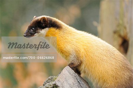 Captive yellow-throated marten (Martes flavigula) on rock