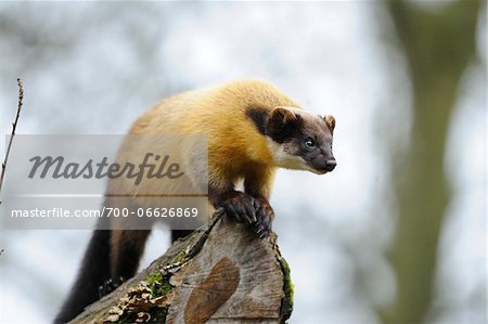 Captive yellow-throated marten (Martes flavigula) perched on log