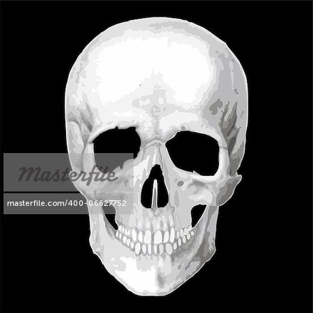 Human skull model. Vector object scull illustration. People bone design  isolated on black background. Halloween symbol.