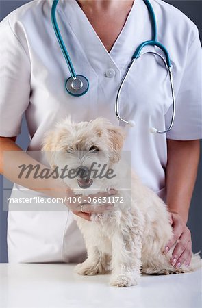 Little doggy at the veterinary - animal care concept