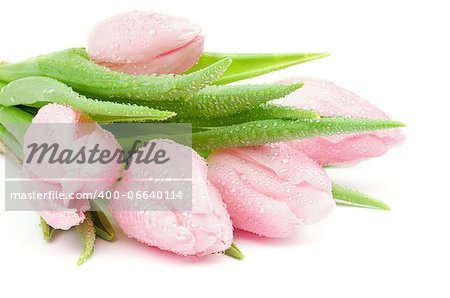 Heap of Beautiful Spring Pink Tulips with Droplets closeup on white background