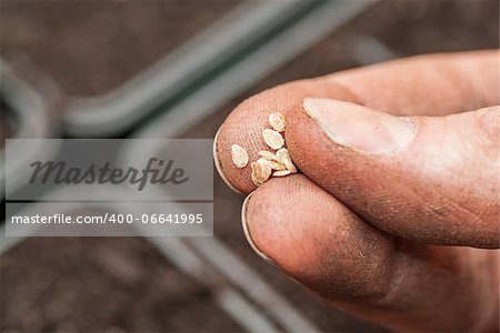 Hand holding tomato seeds ready to sow.