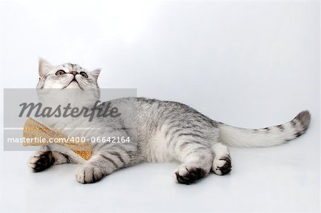 portrait of a silver tabby Scottish cat with golden bow tie