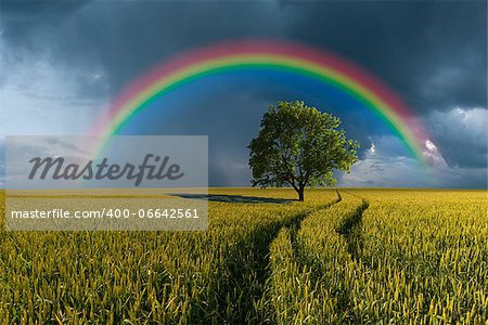 Summer landscape with wheat field, road and lonely tree, thunderstorm with rain on background