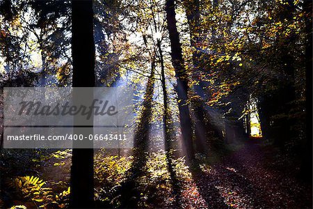 star sunbeams in forest at sunrise