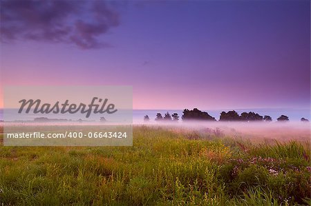 yellow and pink wildflowers on field covered with fog at sunrise