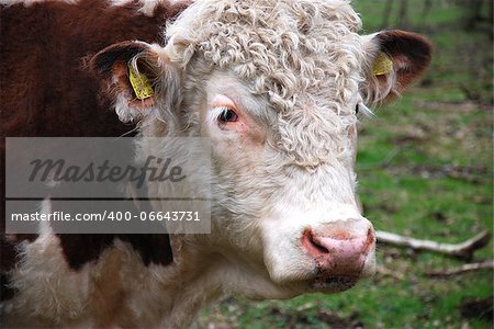 Portrait of a Hereford bull in a swedish farmland.