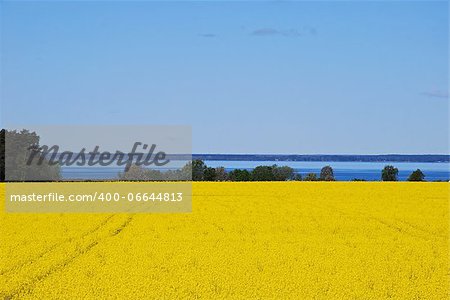 Seaside blossom rape field at springtime on the island öland in sweden