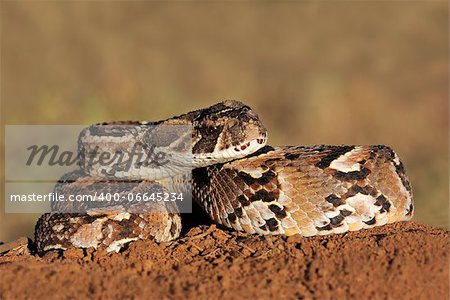 Close-up of a curled puff adder (Bitis arietans) snake ready to strike