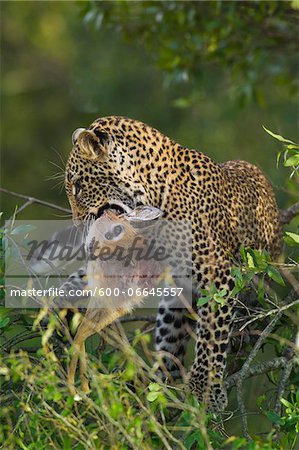 Leopard (Panthera pardus) with Dik-dik (Madoqua) Prey in Tree, Maasai Mara National Reserve, Kenya