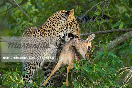 Leopard (Panthera pardus) with Dik-dik (Madoqua) Prey in Tree, Maasai Mara National Reserve, Kenya Leopard (Panthera pardus) with Dik-dik (Madoqua) Prey in Tree, Maasai Mara National Reserve, Kenya