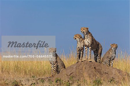 Cheetah (Acinonyx jubatus) mother with three half grown cubs searching for prey from atop termite mound, Maasai Mara National Reserve, Kenya, Africa. Cheetah (Acinonyx jubatus) mother with three half grown cubs searching for prey from atop termite mound, Maasai Mara National Reserve, Kenya, Africa.