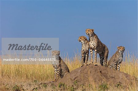 Cheetah (Acinonyx jubatus) mother with three half grown cubs searching for prey from atop termite mound, Maasai Mara National Reserve, Kenya, Africa.