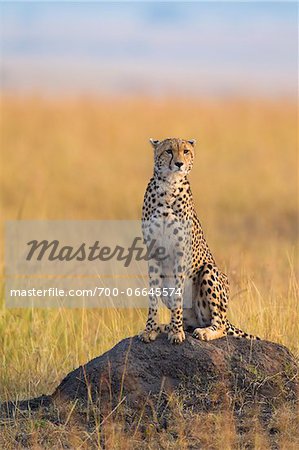 Cheetah (Acinonyx jubatus) adult searching for prey from atop termite mound, Maasai Mara National Reserve, Kenya, Africa.