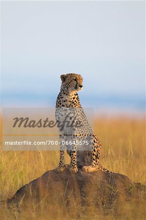 Cheetah (Acinonyx jubatus) adult searching for prey from atop termite mound, Maasai Mara National Reserve, Kenya, Africa.