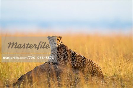 Cheetah (Acinonyx jubatus) adult searching for prey from lying atop termite mound, Maasai Mara National Reserve, Kenya, Africa.