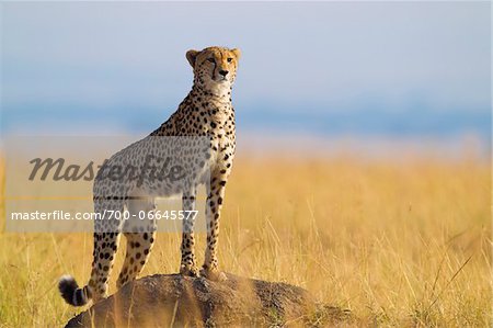 Cheetah (Acinonyx jubatus) adult searching for prey from atop termite mound, Maasai Mara National Reserve, Kenya, Africa.