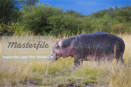 Hippopotamus (Hippopotamus amphibus) out of the water feeding on grass, Maasai Mara National Reserve, Kenya, Africa. Hippopotamus (Hippopotamus amphibus) out of the water feeding on grass, Maasai Mara National Reserve, Kenya, Africa.