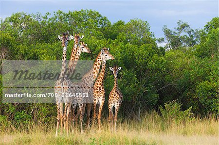 Herd of Masai giraffes (Giraffa camelopardalis tippelskirchi) standing near trees, Maasai Mara National Reserve, Kenya, Africa. Herd of Masai giraffes (Giraffa camelopardalis tippelskirchi) standing near trees, Maasai Mara National Reserve, Kenya, Africa.