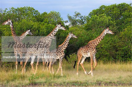 Herd of Masai giraffes (Giraffa camelopardalis tippelskirchi) walking near trees, Maasai Mara National Reserve, Kenya, Africa.