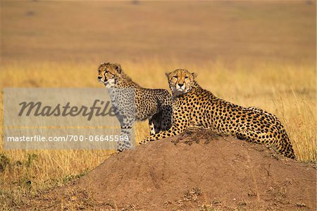 Cheetah (Acinonyx jubatus) with half grown cub searching for prey from atop termite mound, Maasai Mara National Reserve, Kenya, Africa. Cheetah (Acinonyx jubatus) with half grown cub searching for prey from atop termite mound, Maasai Mara National Reserve, Kenya, Africa.