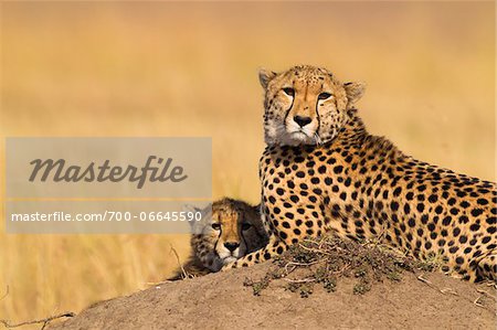 Cheetah (Acinonyx jubatus) mother with half grown cub lying on termite mound, Maasai Mara National Reserve, Kenya, Africa. Cheetah (Acinonyx jubatus) mother with half grown cub lying on termite mound, Maasai Mara National Reserve, Kenya, Africa.