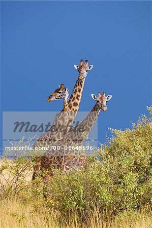 Group of Masai giraffes (Giraffa camelopardalis tippelskirchi), Maasai Mara National Reserve, Kenya, Africa.