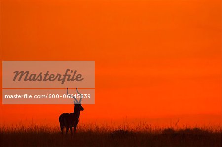 Impala (Aepyceros melampus) silhouette at sunrise, Maasai Mara National Reserve, Kenya, Africa. Impala (Aepyceros melampus) silhouette at sunrise, Maasai Mara National Reserve, Kenya, Africa.